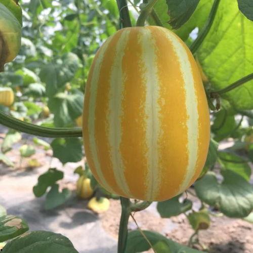 上海哪个地方吃瓜,瓜香四溢的夏日美食之旅